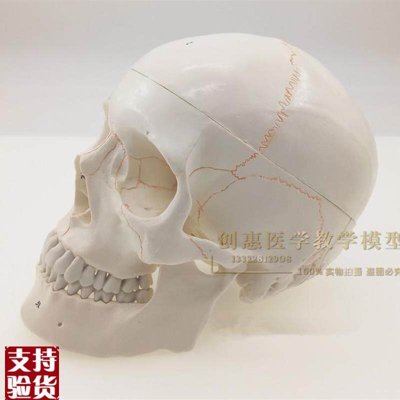 一比一医学仿真骷髅人头骨y模型头颅骨解剖标本数字编码标识