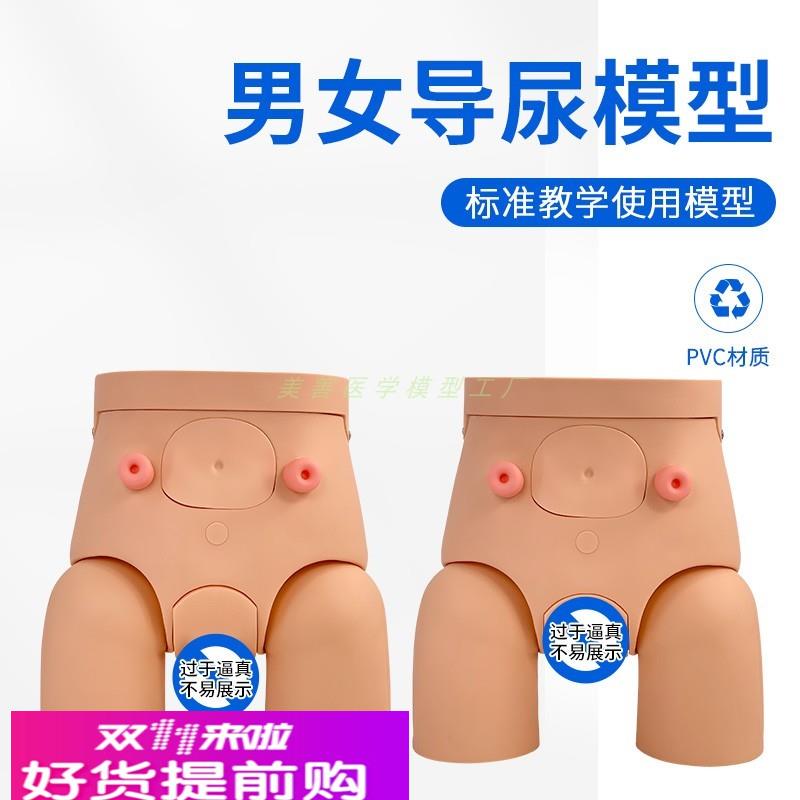 高级男性导尿模型 男女性内外生殖器解剖 人体泌尿生殖系统模型