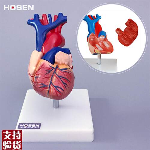 心脏模型人体内脏器官解剖血管B动静脉结构医学教学护理模具玩具
