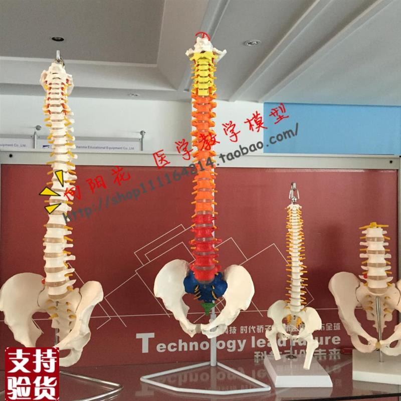 人体脊柱模型人体骨骼大脊椎v成人1:1带颈椎胸椎尾椎椎骨骨盆模型