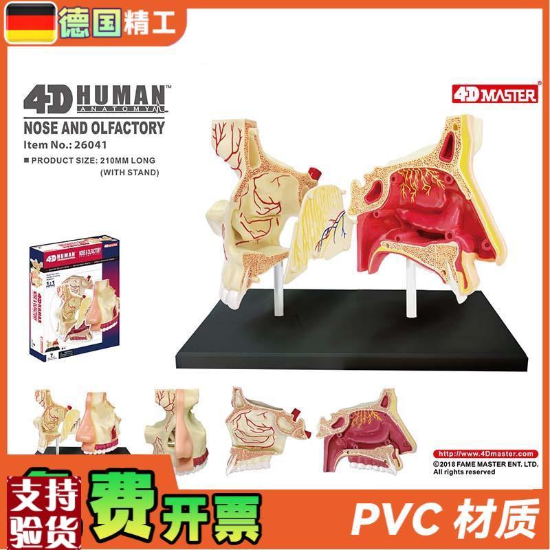 德国】4DMASTER鼻腔解剖模型DIY拼J装科普玩具人体器官教学道具