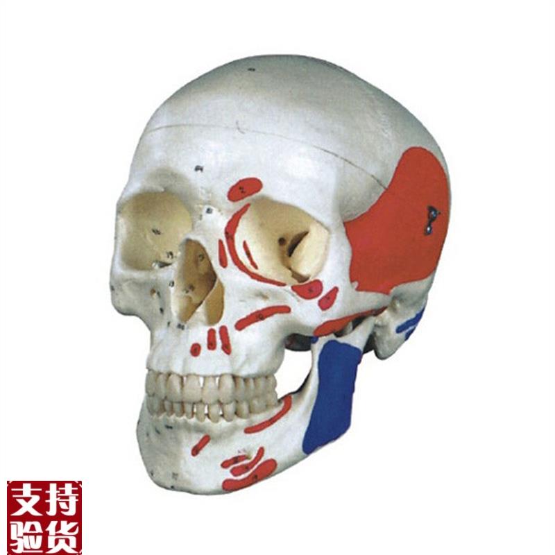 厂家直销正品自然大头颅骨K肌肉着色模型包邮