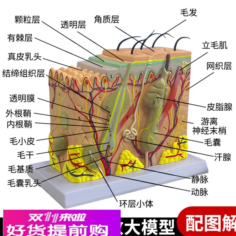 人体皮肤结构解剖模型组织层次放大皮肤构造具微整形演示美容教学