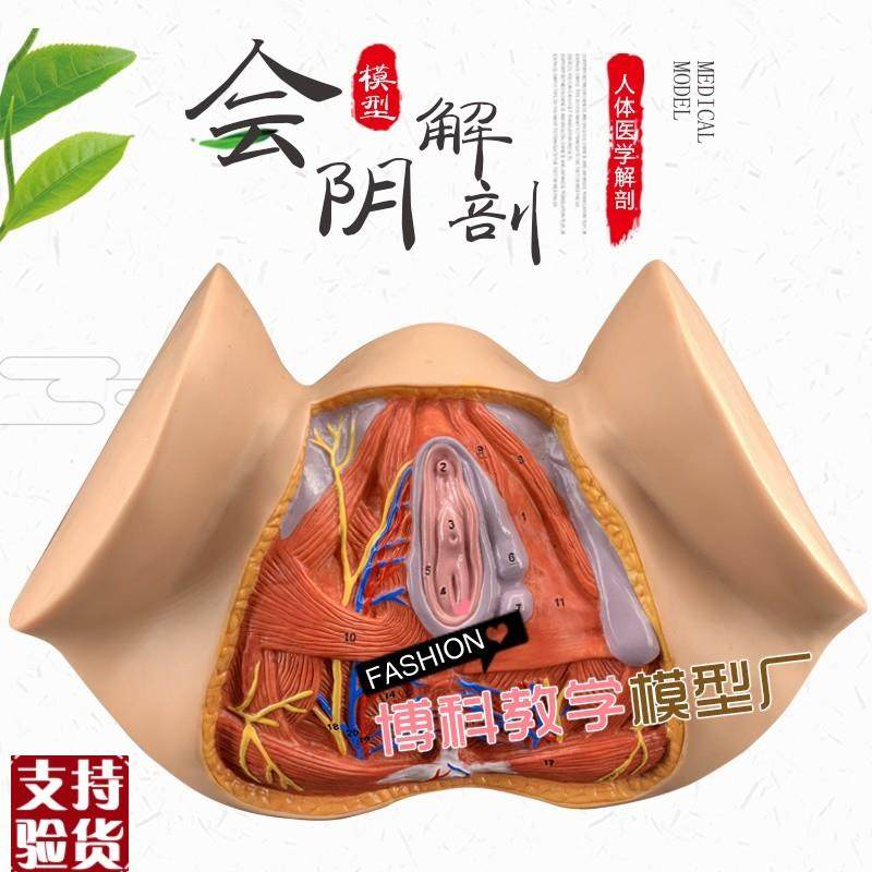 女性会阴模型尿生殖三角肛w门生殖系统模型女性盆腔模型外阴