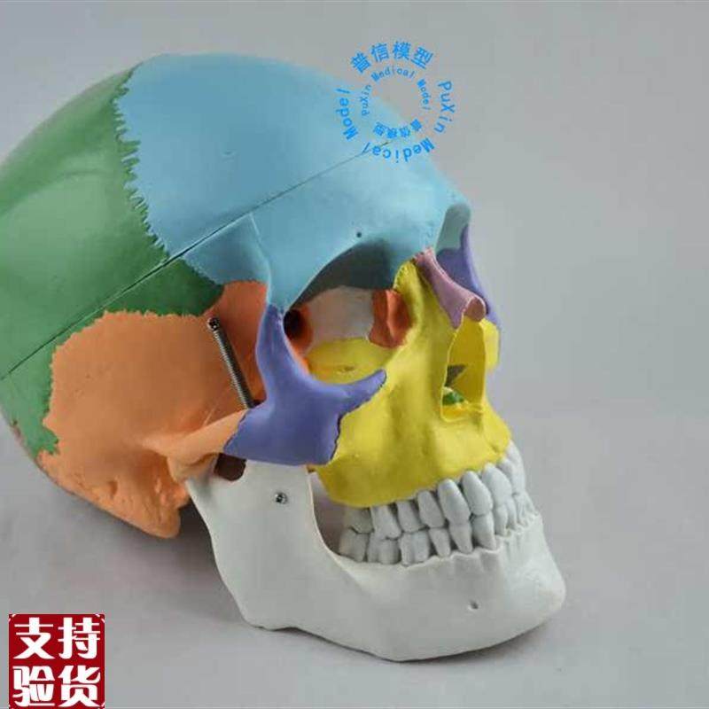 彩色头骨模型i自然大彩色头颅骨赠彩色说明教医用美用