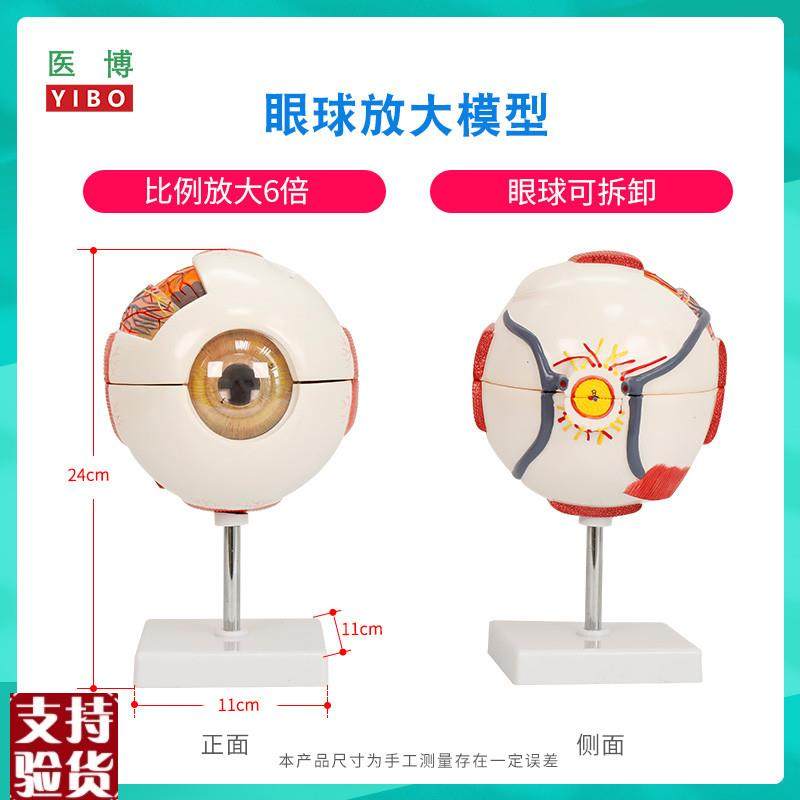 医博人体眼球模型眼睛眼球结构解刨模型放大6倍医用人体眼球模型,文具电教/文化用品/商务用品,教学标本/模型,淘宝优惠券,粉丝福利购,淘宝优惠卷