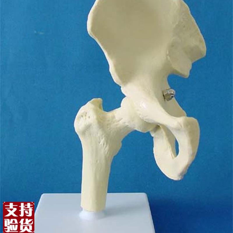 包邮髋关节骨骼模型骨骼骨架H教学医用讲解人体标本