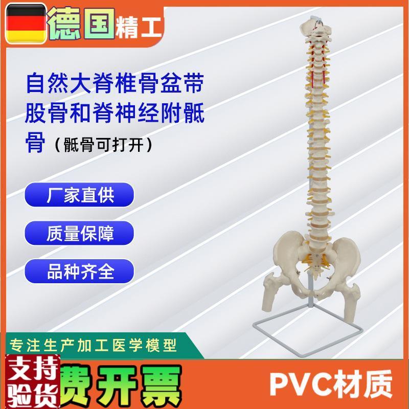 自然大脊椎骨盆带股骨和脊神经附骶骨(骶骨X可打开)模型