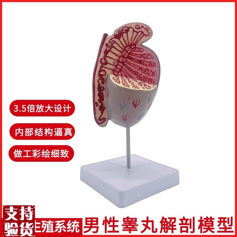 男性生殖系统睾丸结构解剖模型生殖科男科泌S尿科模型计生展示