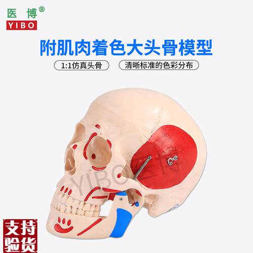 医博仿真人头骨模型自然大1:1头A骨颅骨模型医学人头骨可拆卸骷髅