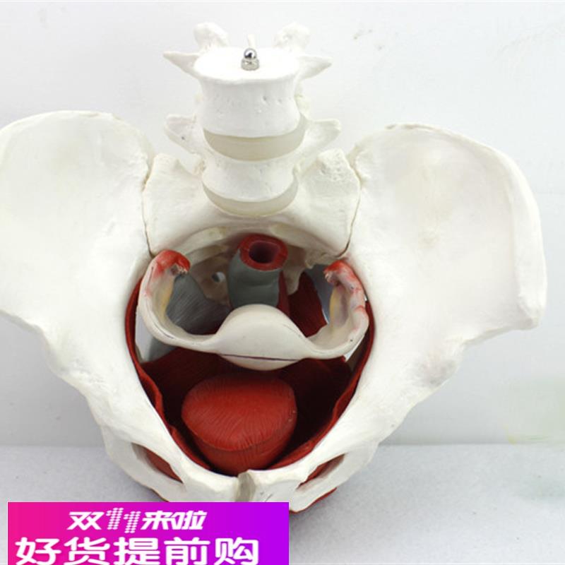 ENOVO颐诺 女性骨盆盆底肌群模型 生殖器官韧带女盆腔附件结构