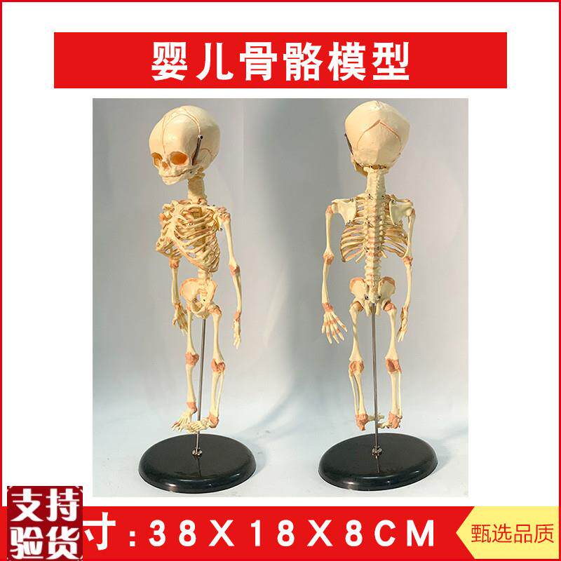 婴儿骷髅模型婴儿骨骼模型幼儿骨架人骨模S型素描人体教学