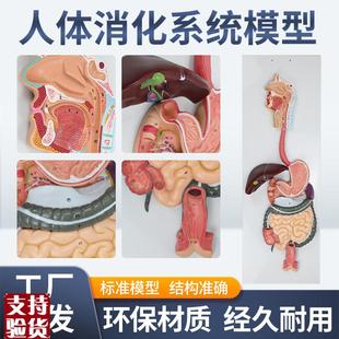 人体消化系统模型消化道胃剖面鼻咽喉胃解Q剖模型肛肠科大小肠