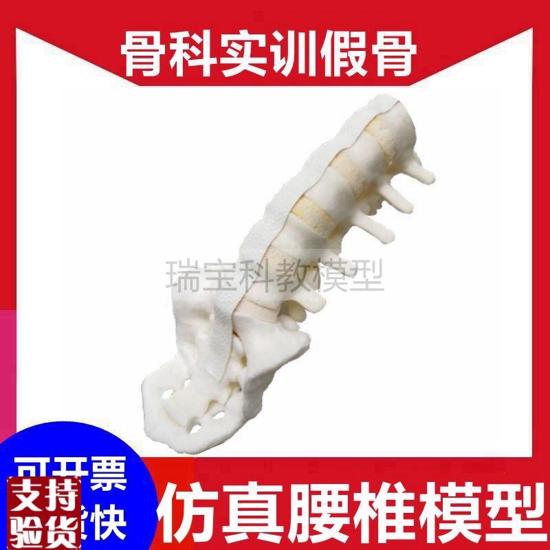 仿真腰椎骨模型椎l间盘脊柱外科医生手术技能练习用假骨头影像显