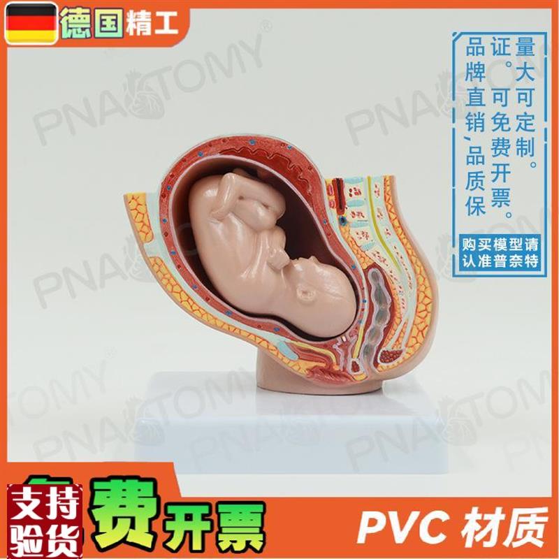 德国】小型女盆腔妊娠胚胎发育解剖模型L妇产科计生展示子宫标本