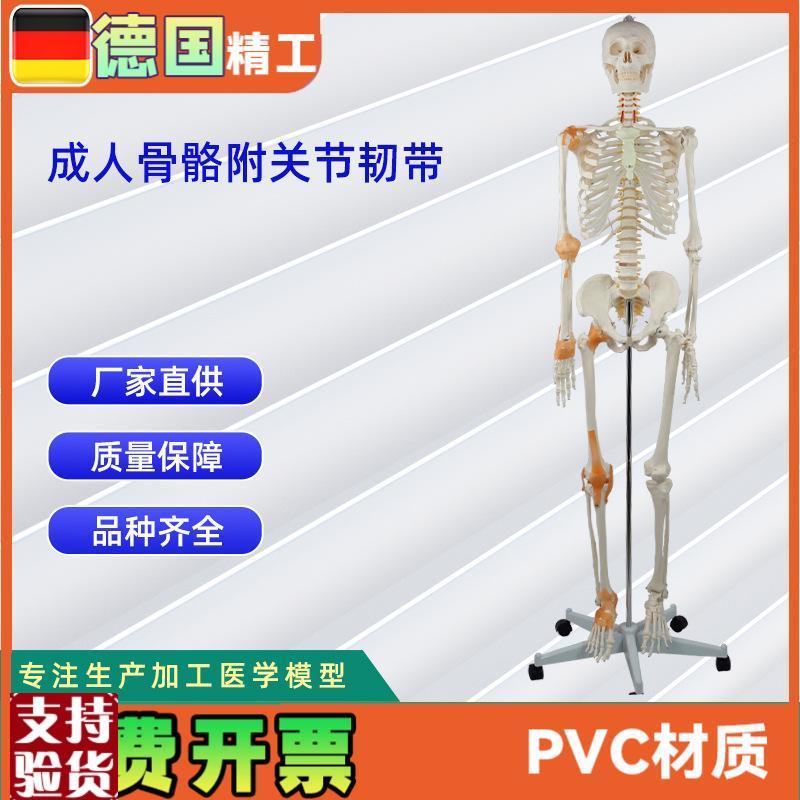 德国精工】成人骨骼附q关节韧带模型医学教学器材实验演示模型