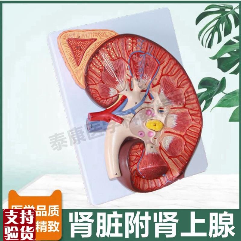 大型肾脏解剖模型肾上腺输尿管肾单位肾小L球病理尿液蛋白尿形成