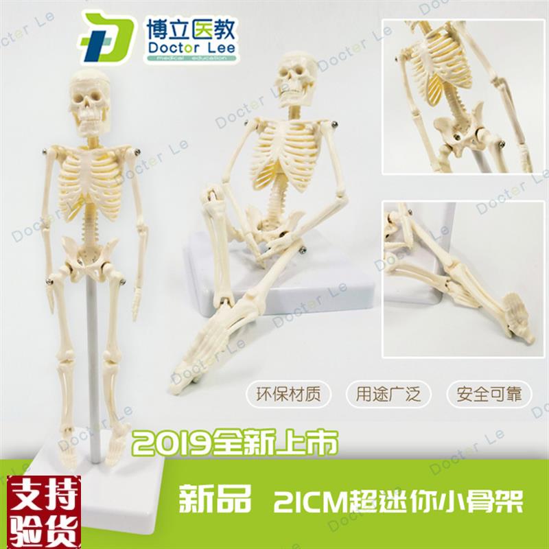 21cm人d体骨骼模型骨架人体模型成人小骷髅教学模型脊椎全身