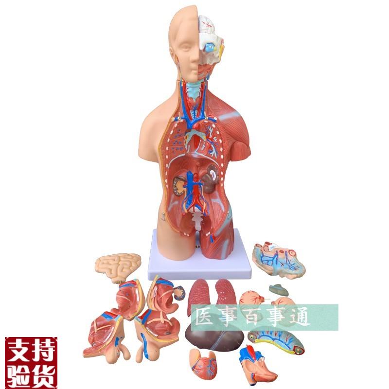正品45CM两性躯干模型人体内脏器官M解剖结构模型人体解剖