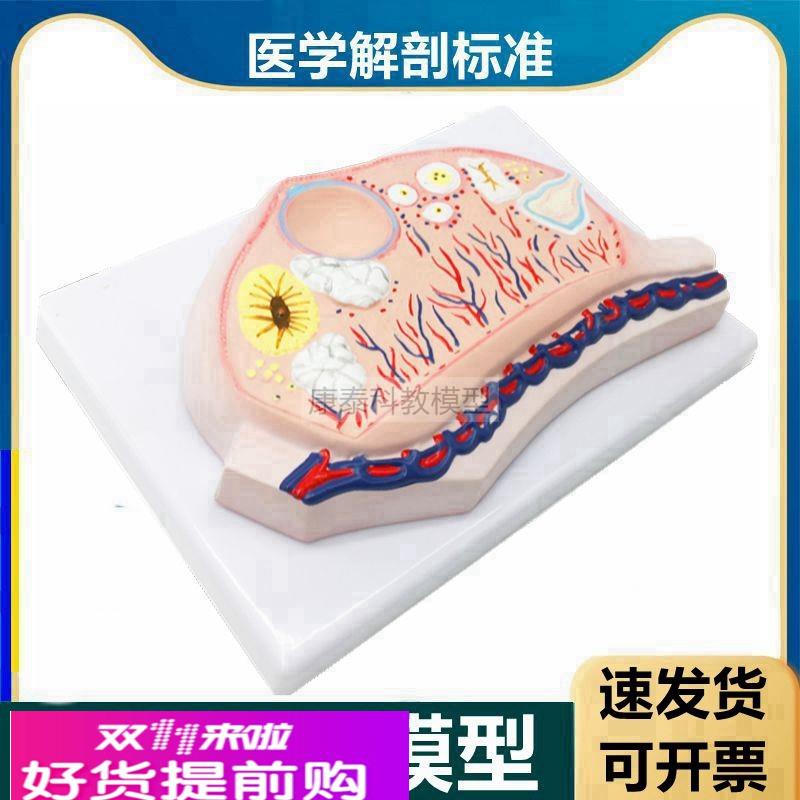 卵巢模型卵子卵泡黄体白体女生殖性腺输卵管子宫妇科月经周期医用