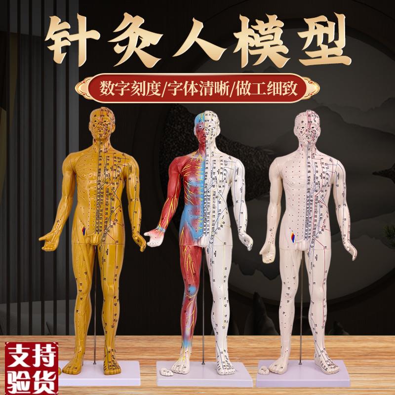 80cm超清晰经络m通针灸铜人人体穴位模型中医针灸人体模型经外穴
