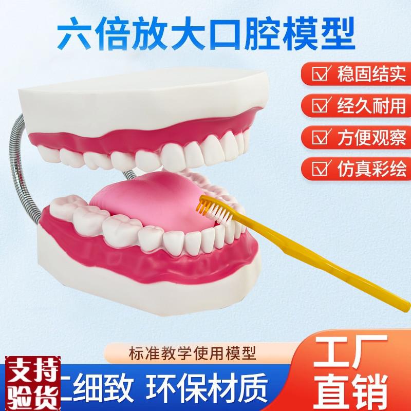 牙护理保健模型大号牙r齿清洁教学模具6倍放大口腔护理牙模型