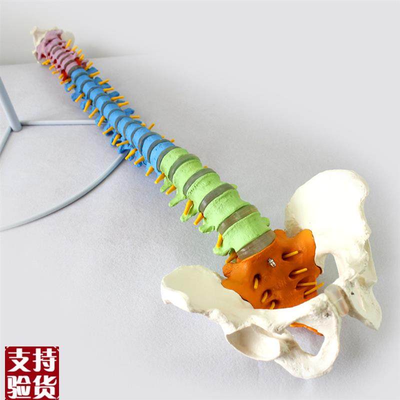 ENOVO颐诺医k学人体教学脊柱模型正骨手法练习脊椎脊柱骨骼模型中,文具电教/文化用品/商务用品,教学标本/模型,淘宝优惠券,粉丝福利购,淘宝优惠卷