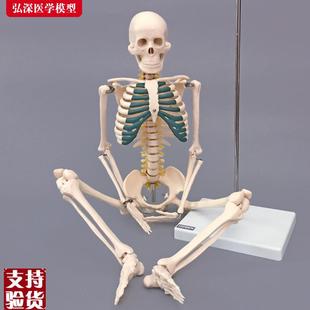 骨骼模型85CM人体全身骨架带神经椎间盘结M构展示医学教学模型骷