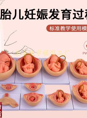 妊娠胚胎发育模型计划生s育模型9个月胎儿发育过程模型10件套