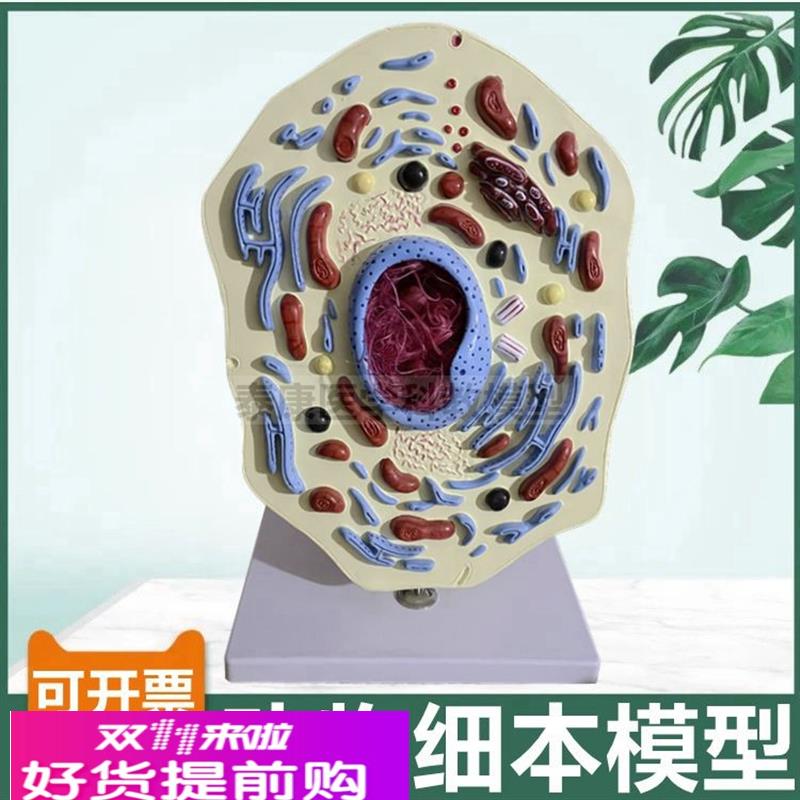 动物细胞模型细胞器线粒体细胞核细胞膜中学生物课配套用微细结构