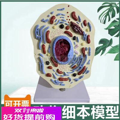 动物细胞模型细胞器线粒体细胞核细胞膜中学生物课配套用微细结构