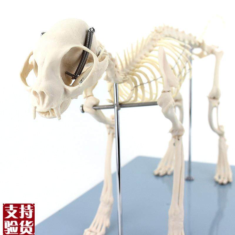 ENOVO颐诺猫全身骨骼解剖结构猫骨头脊柱关节骨V盆标本宠物高职,文具电教/文化用品/商务用品,教学标本/模型,淘宝优惠券,粉丝福利购,淘宝优惠卷