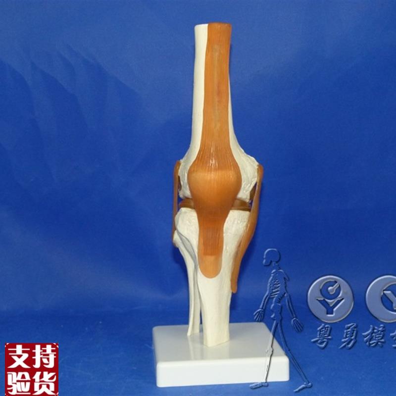厂家直销自然大一比一人体膝B关节功能模型人体骨骼骨架模型