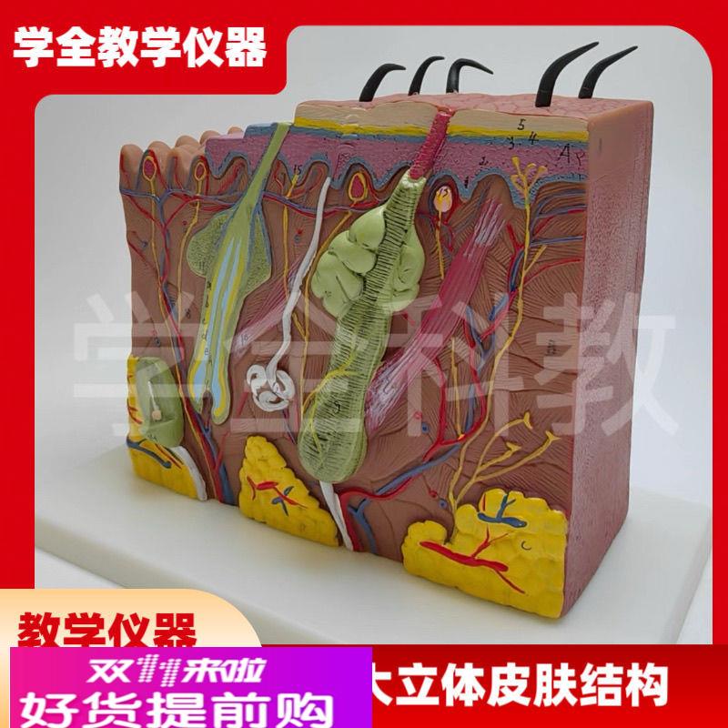 放大立体皮肤结构模型解剖人体模型组织层次构造医学美容立体整形