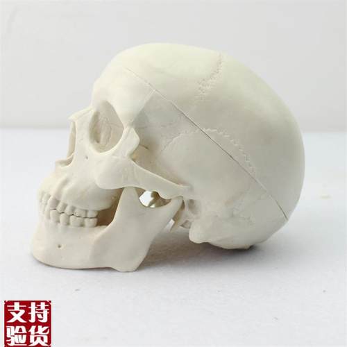 ENOVO颐诺迷你头骨模型医学艺用美术人体绘画Q头骨头颅骨成人口腔