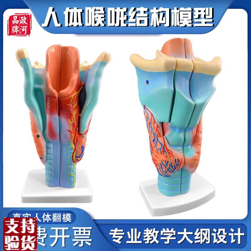 政河咽喉结构解剖模型喉咙血管甲状腺喉结头医S院耳鼻喉科用教学