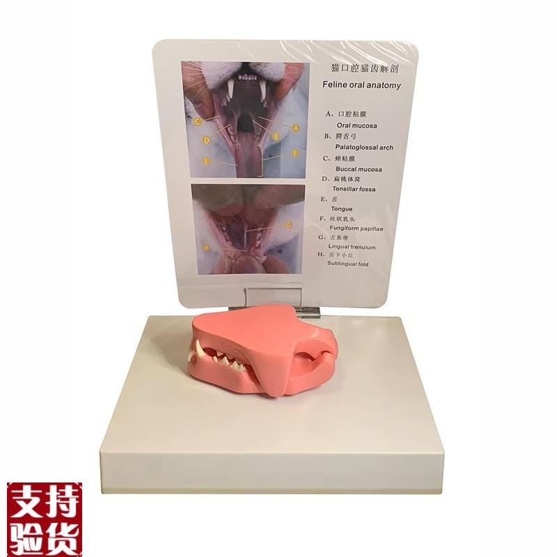康泰模型猫科口腔牙齿宠物医院兽医F药促销礼品猫咪头骨标本高仿