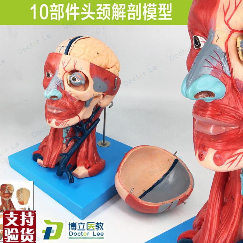 头颈部肌肉解剖带血管模型头颈解剖模型血管附脑神U经教学医教模
