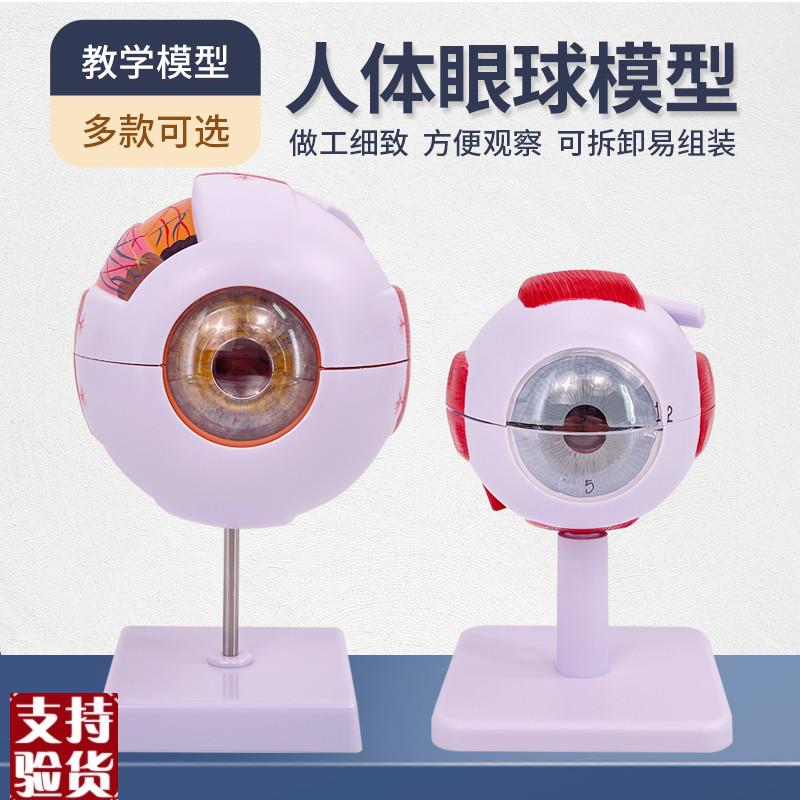 人体教学眼球解剖结构模型u可拆卸儿童仿真眼睛玩具医学眼部模型
