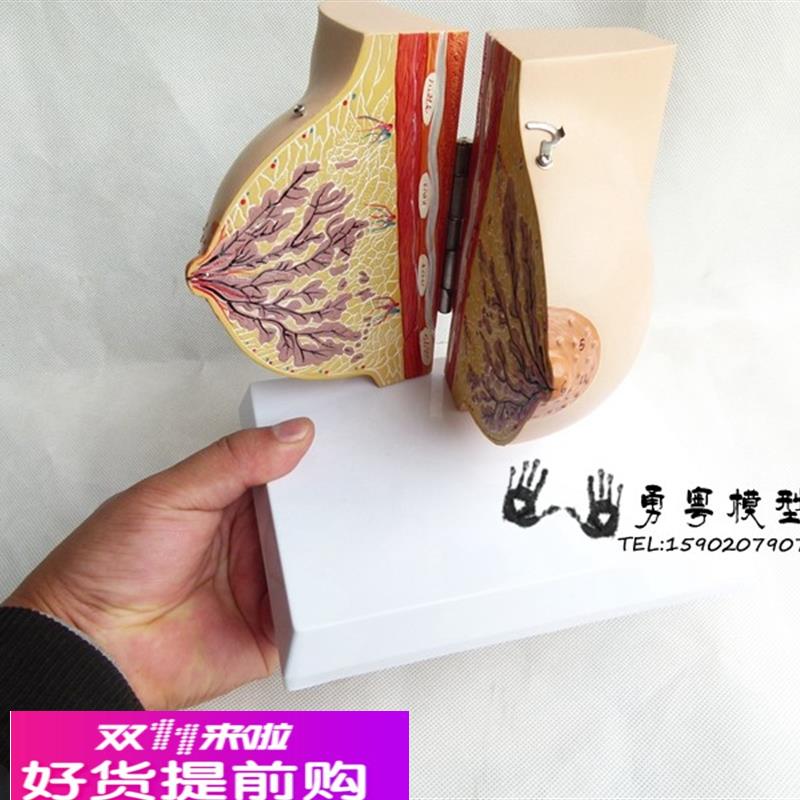 未孕女性静止期女性乳房模型 乳房解剖模型丰胸乳房美容 妇科模型