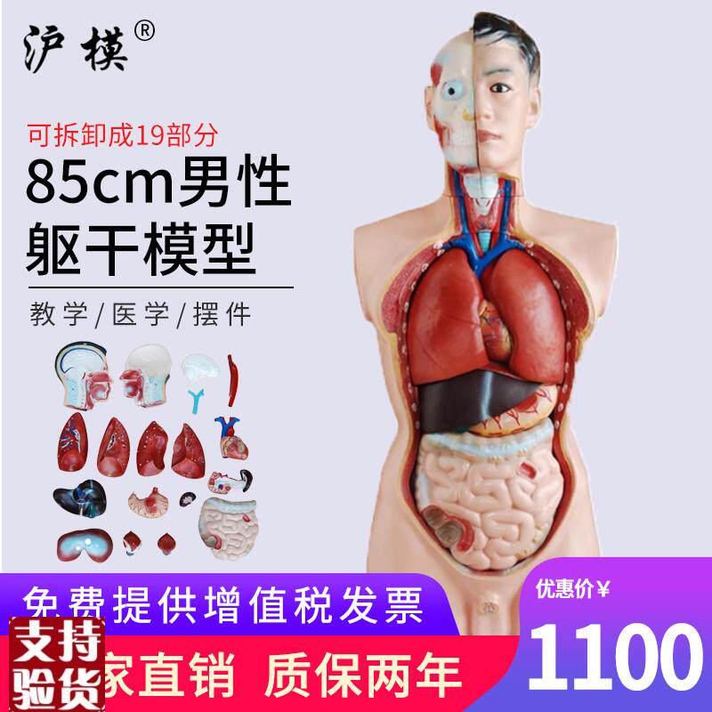 沪模85acm男性躯干模型可拆分19部件人体内脏解剖胸腹部器官结构