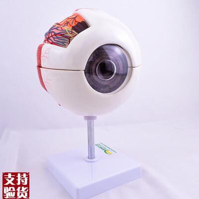 ENOVO颐诺版医学人体眼u球解剖模型眼睛结构模型眼珠眼球眼角膜模