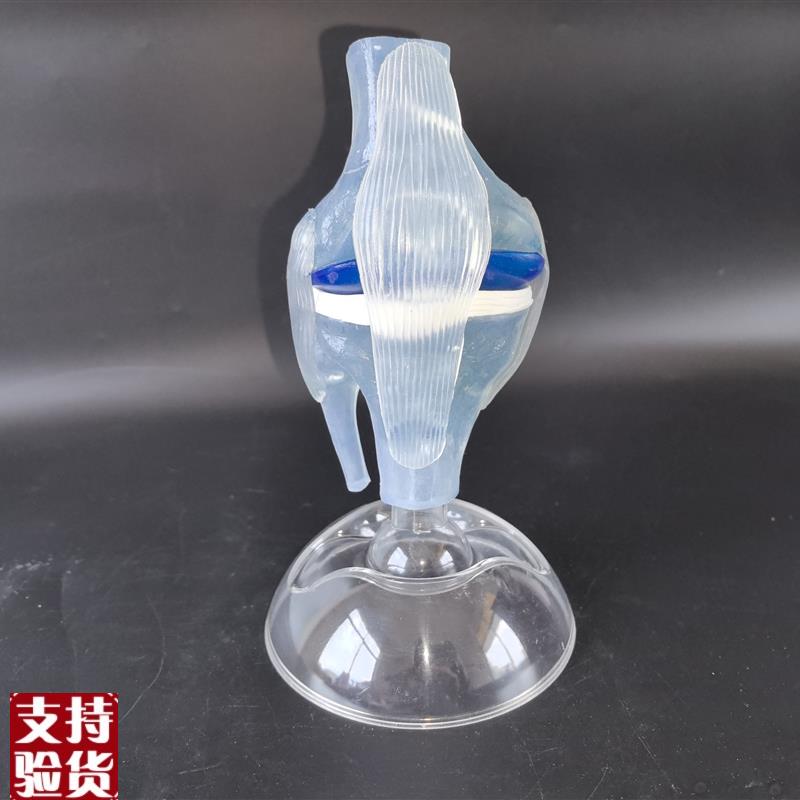 人体透明膝关节功能模型人w体骨科骨骼教学模型医患沟通模型