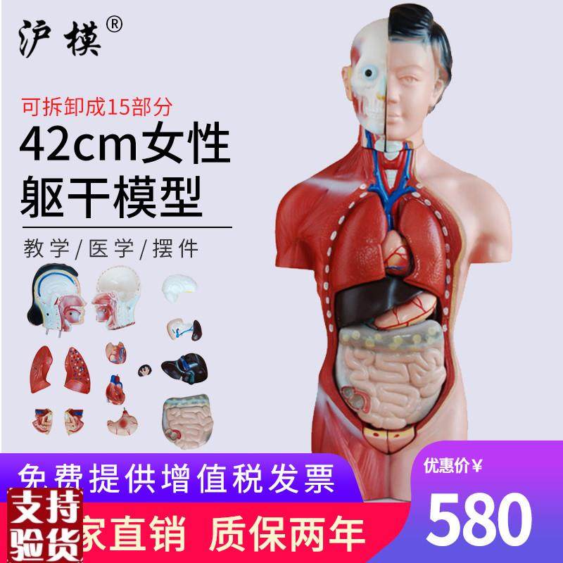 沪模42CM女性躯干模型15部件可拆分中小学幼儿科学展示模具N人体