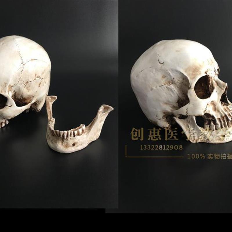 美术素描模型1:1人体骨w骼模型人头骨摆件树脂骷髅头办公摆件