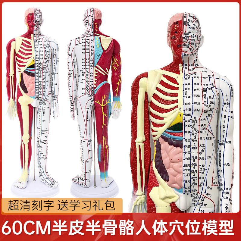 清晰60acm人体针灸穴位模型半肌肉骨骼内脏中医十二经络图解剖模