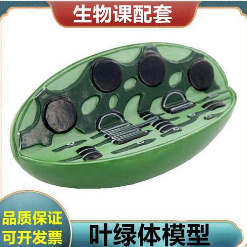叶绿体模型植物细胞生物教学用具植物J根尖小麦花双子叶桃花单子