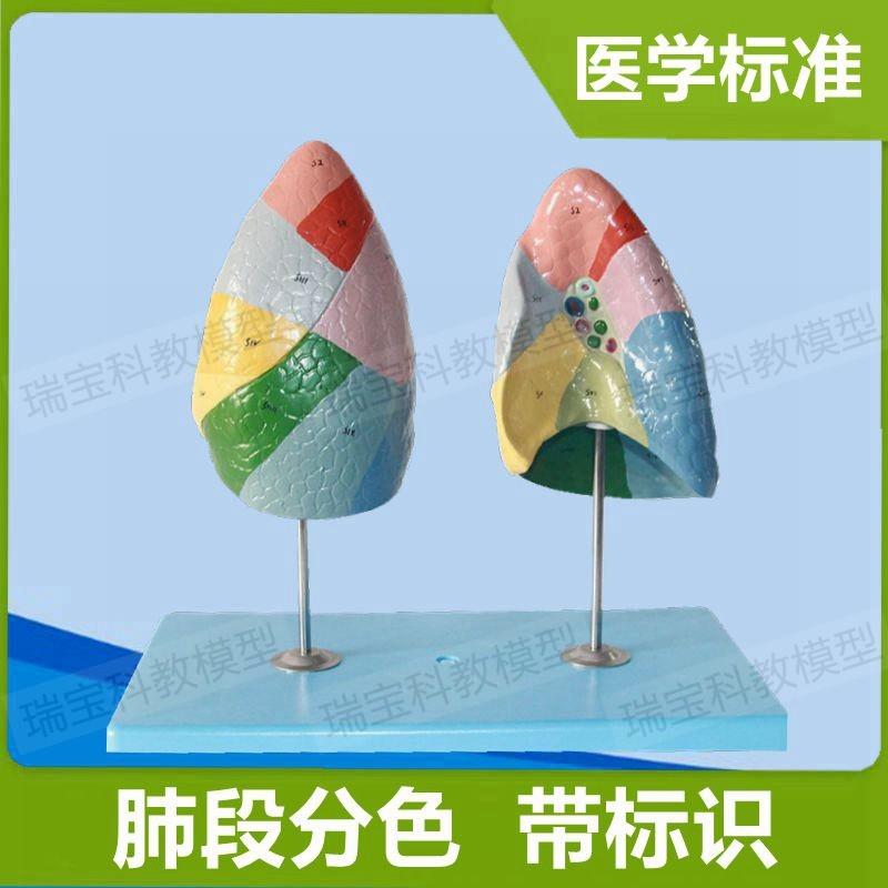 肺段模型肺叶左h右肺带标识医用教具仿真PVC材质1:1比例肺组织结