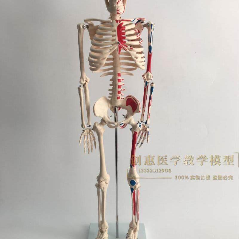 正品医学85CM人体骨骼模型神经肌肉起M止骨架小针刀脊柱模型