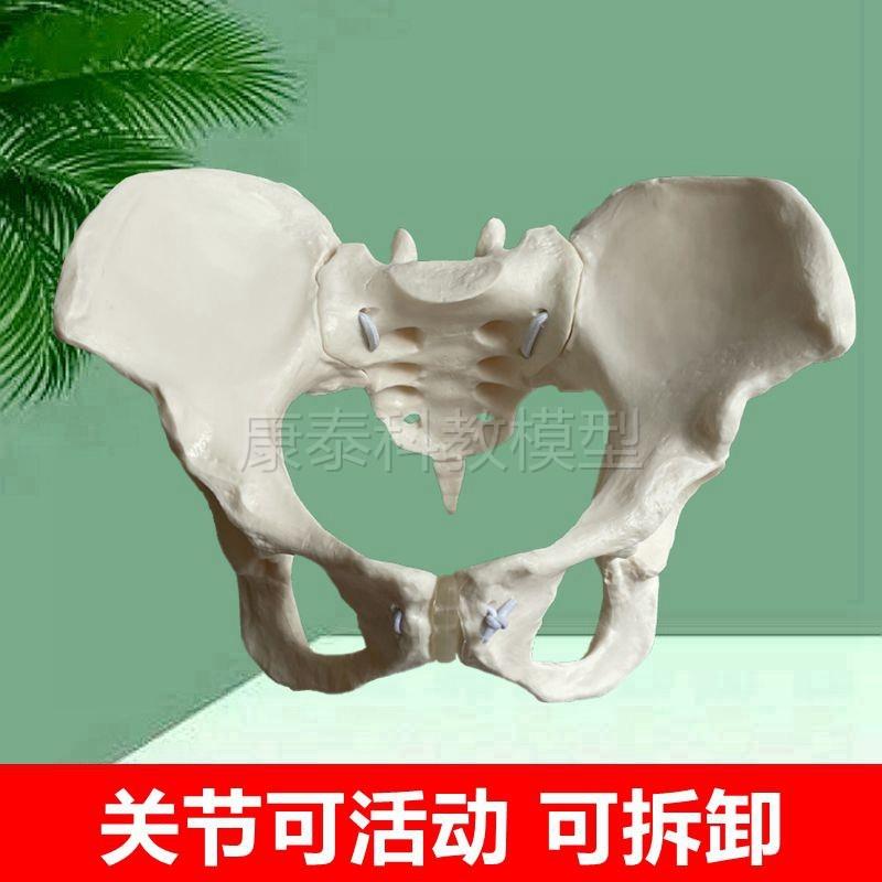 动态骨盆模型耻骨联合骶髂关节可活动家政L培训月嫂技能产后康复
